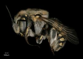   Anthidium porterae nbsp;female lateral habitus, photo: Jeni Sidwell 
